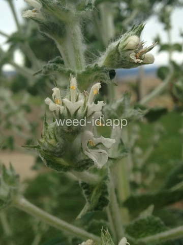 sage, Mediterranean